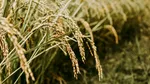 Criză în agricultura spaniolă: 14.300 de ferme mai puține, iar fermierul primește doar 38 de cenți pentru un kilogram de orez