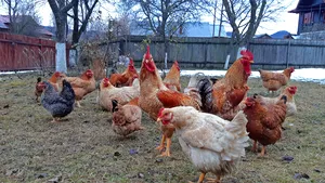 Doi tineri au furat găini de rasă, dar le-au vândut cu sume modice. Cât costau de fapt păsările 