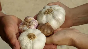 Ce recomandă Inteligența Artificială celor care cer sfaturi medicale: să-și bage usturoi în anus și să bea lapte rece