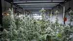 Cultură uriașă de canabis, descoperită în Neamț: 2.669 de plante și un laborator complet de procesare, găsite de DIICOT