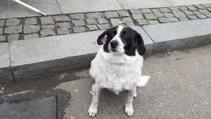 Un câine maidanez, „paznic” de nădejde pentru copiii care traversează strada pentru a ajunge la şcoală VIDEO