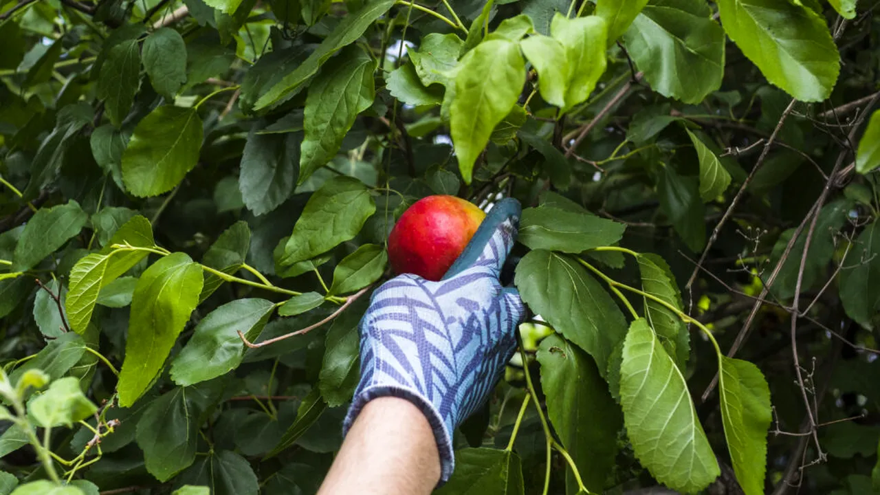 Lista fructelor și legumelor cu cele mai multe pesticide