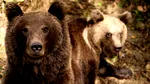 Un bărbat a capturat doi urși pe care i-a ținut acasă, într-un grajd din județul Arad