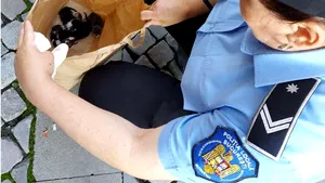 Un bucureştean a fost amendat cu 3.000 de lei pentru că a abandonat 5 pui de pisică pe stradă