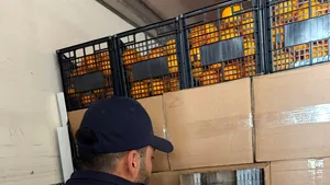 Captură uriașă la Giurgiu: Țigări de peste 2 milioane de euro, ascunse într-un transport de portocale