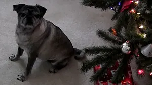 CRĂCIUN 2013: Măsuri pentru siguranţa animalelor de casă în perioada sărbătorilor