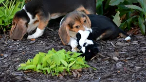 Primii câini concepuţi în eprubetă au fost aduşi pe lume prin fertilizare in vitro - FOTO, VIDEO