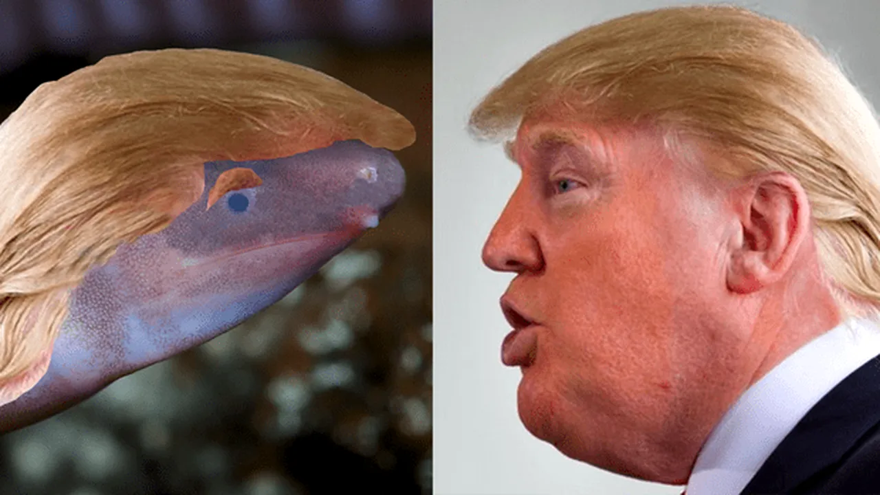 E oficial: O specie de amfibian fără membre a primit numele lui Donald Trump | VIDEO