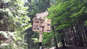 VIDEO Turişti din Bucureşti, fugăriţi de o ursoaică pe un traseu foarte circulat din Bucegi. Rucsacurile sfâşiate, găsite de jandarmi/ UPDATE: Un alt individ, atacat în cort în Buşteni