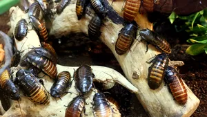 Caz bizar: Femeie arestată, după fetiţa ei s-a dus la şcoală cu ghiozdanul plin de GÂNDACI. Poliţiştii, şocaţi de au găsit în casa familiei