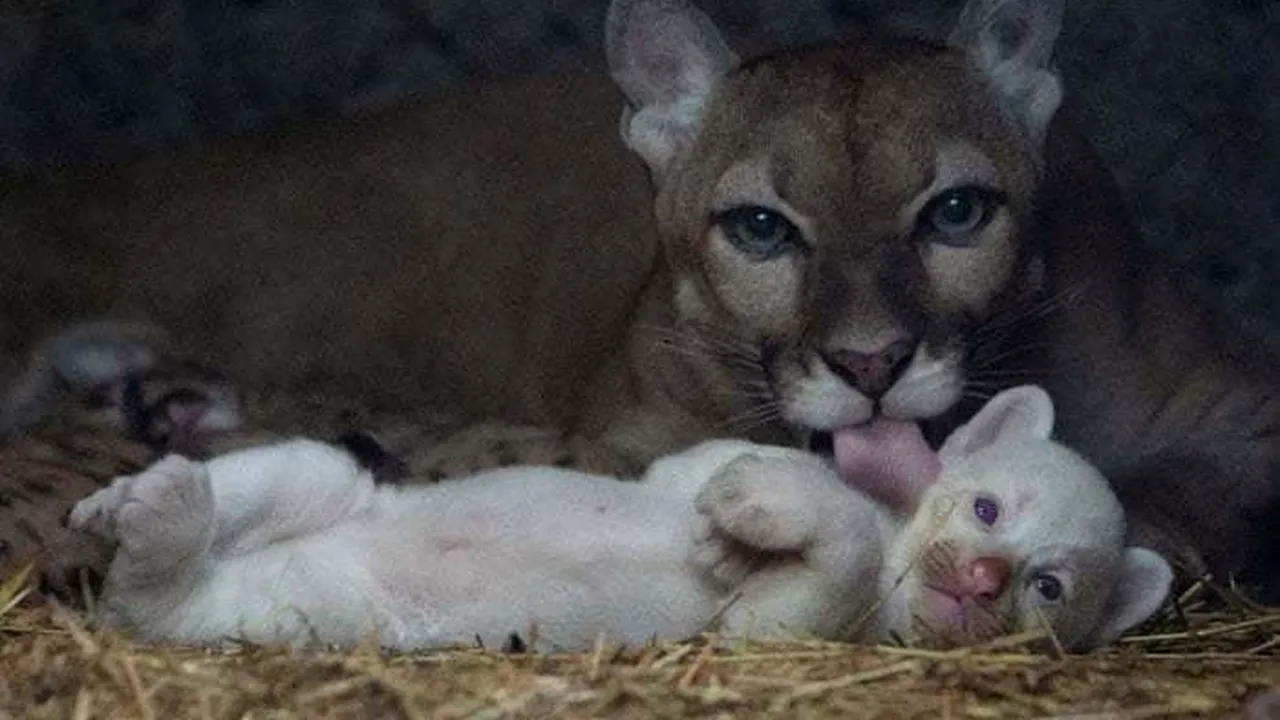 Un pui albinos de pumă s-a născut într-o grădină zoologică din Nicaragua