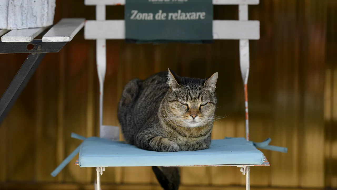 6.000 de pisici din Capitală vor fi sterilizate gratuit