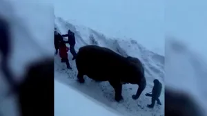 VIDEO: Doi elefanţi au evadat de la un circ ca să se joace, în zăpadă, pe străzile Rusiei. Cum au fost prinşi