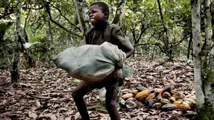 Peste 1,4 milioane de copii sunt forţaţi să muncească pentru şapte companii alimentare din SUA