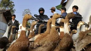 Avertisment primit de OMS: Un virus mai agresiv al gripei aviare, identificat în Indonezia