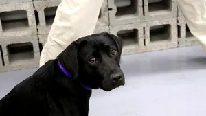 CIA renunţă la unul dintre câinii săi care adulmecă BOMBE, pentru că acesta vrea să se joace în loc să caute explozibili | GALERIE FOTO, VIDEO