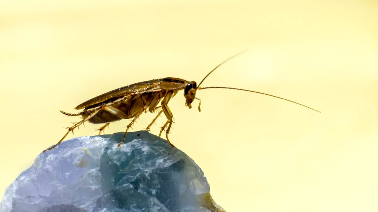 Insecte vândute pe piața neagră din Australia. Au fost confiscați 100.000 de gândaci de bucătărie