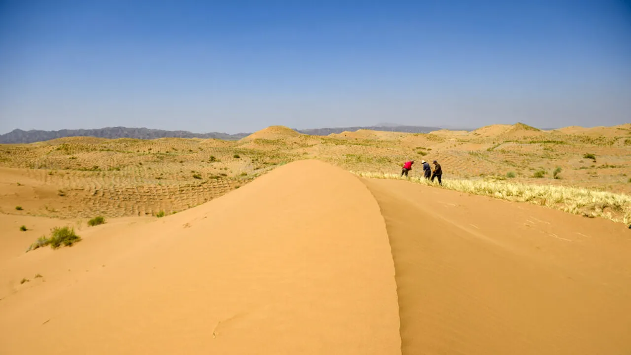 Fenomen unic: Cel mai arid deșert al Pământului este acoperit acum de flori sălbatice