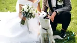 „Până când lătratul ne va despărți”. Țara în care animalele de companie sunt martori la nunți
