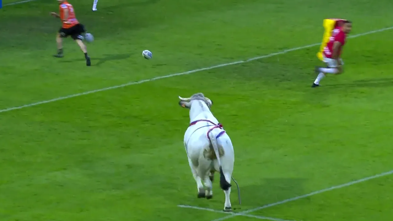 VIDEO Haos la un meci de rugby din Franţa. Un taur a intra pe teren şi alergat jucătorii îmbrăcaţi în roşu