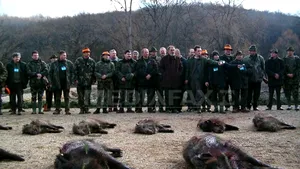 Prima zi a vânătorii de la Balc s-a încheiat. Au fost împuşcaţi aproximativ o sută de mistreţi - VIDEO