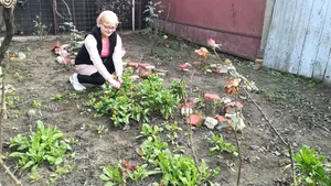 Căpşuni şi flori de primăvară, apărute în ianuarie din cauza temperaturilor ridicate - GALERIE FOTO