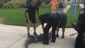 MOMENTE DE GROAZĂ în Florida: Un aligator a atacat cu botul un poliţist în timp ce era transportat. Bărbatul a leşinat | VIDEO
