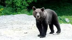 Un urs a fost văzut într-o localitate din județul Bistrița-Năsăud