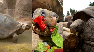 „Bunica”, cea mai veche locatară a Grădinii Zoo din San Diego a murit. Țestoasa de Galápagos a prins mandatele a 20 de președinți ai SUA, dar și două Războaie Mondiale