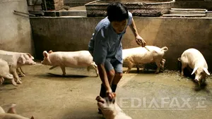 Seulul a propus Phenianului un ajutor de urgenţă pentru combaterea unei epidemii de febră aftoasă