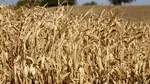 Descoperire: o ciupercă poate devora din interior viermii de porumb rezistenți la pesticide