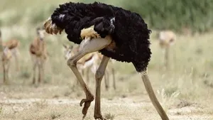 Mit sau realitate? Chiar îşi îngroapă struţii capul în nisip?