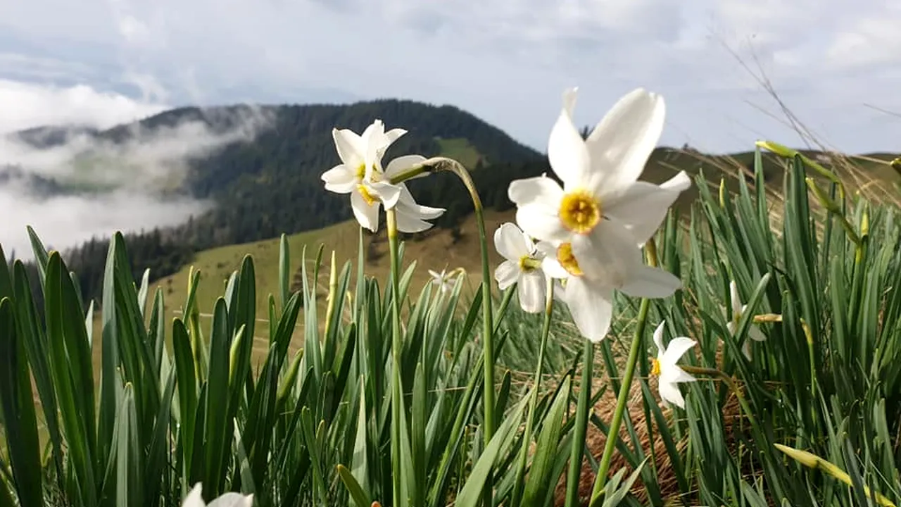Poiana cu Narcise din Munţii Rodnei a început să înflorească
