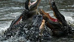 Sute de crocodili au fugit dintr-o fermă din Vietnam, în urma inundaţiilor