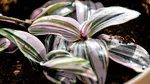 Plantele de interior exotice care cresc rapid și au frunze colorate. De ce sunt preferate de spanioli