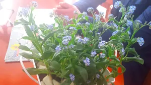 FOTO Persoane cu autism i-au oferit subprefectului de Timiş, în semn de protest, flori de “Nu mă uita”