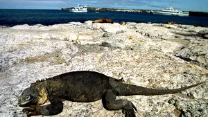 O nouă familie de reptile mezozoice din Transilvania a fost descoperită de cercetătorii UBB 