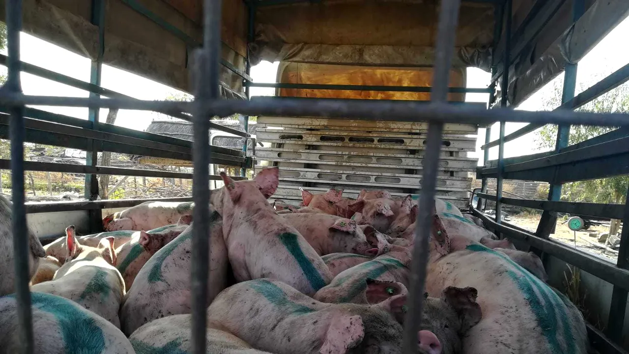 Focar de pestă porcină într-o comună din Dolj