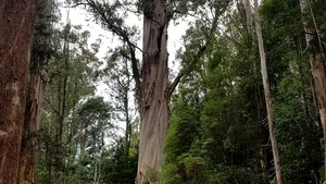 FOTO. Giganţii doborâţi ai Tasmaniei. „Nu vom mai vedea niciodată asemenea arbori”