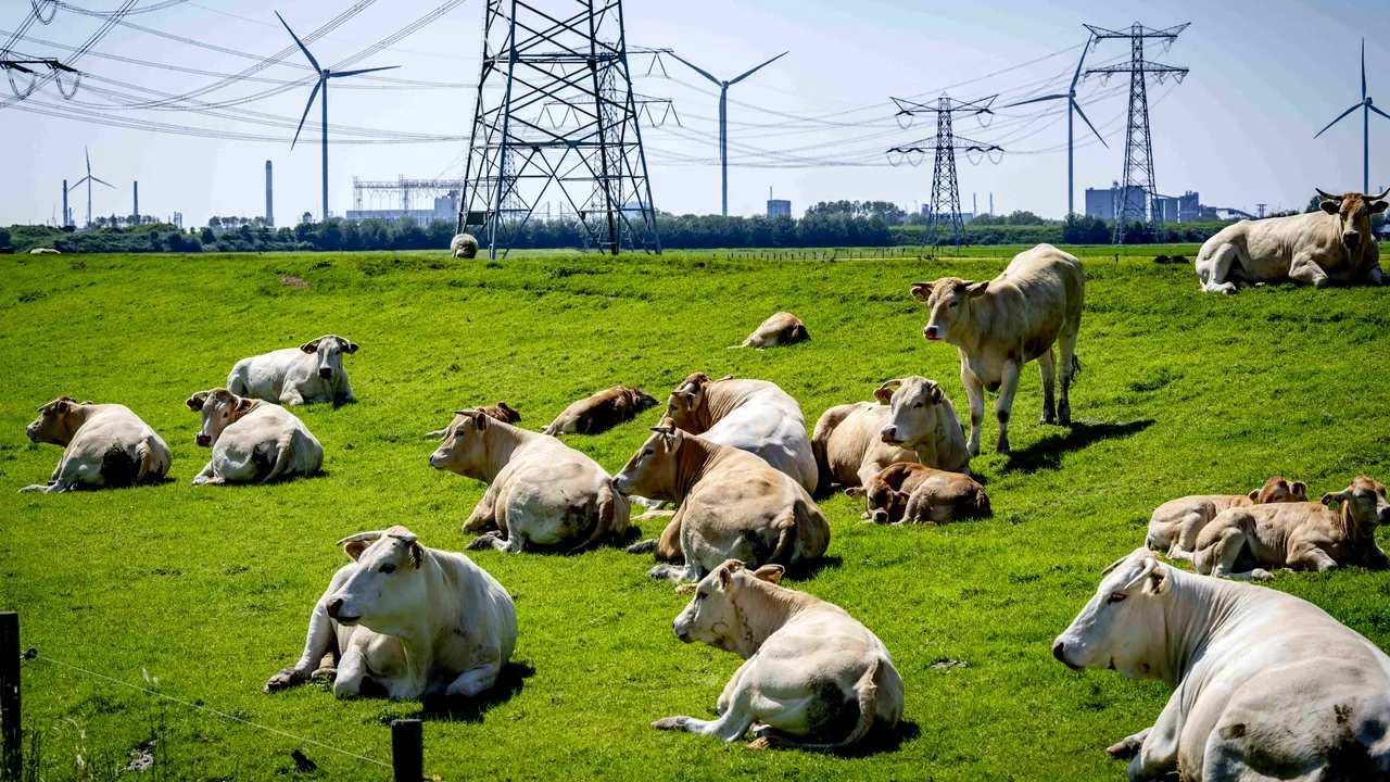Lovitură pentru fermieri. O ţară europeană îi va taxa drastic pe crescătorii de bovine pentru emisiile de dioxid de carbon