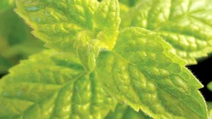 Uleiul de mentă combate durerile în gât