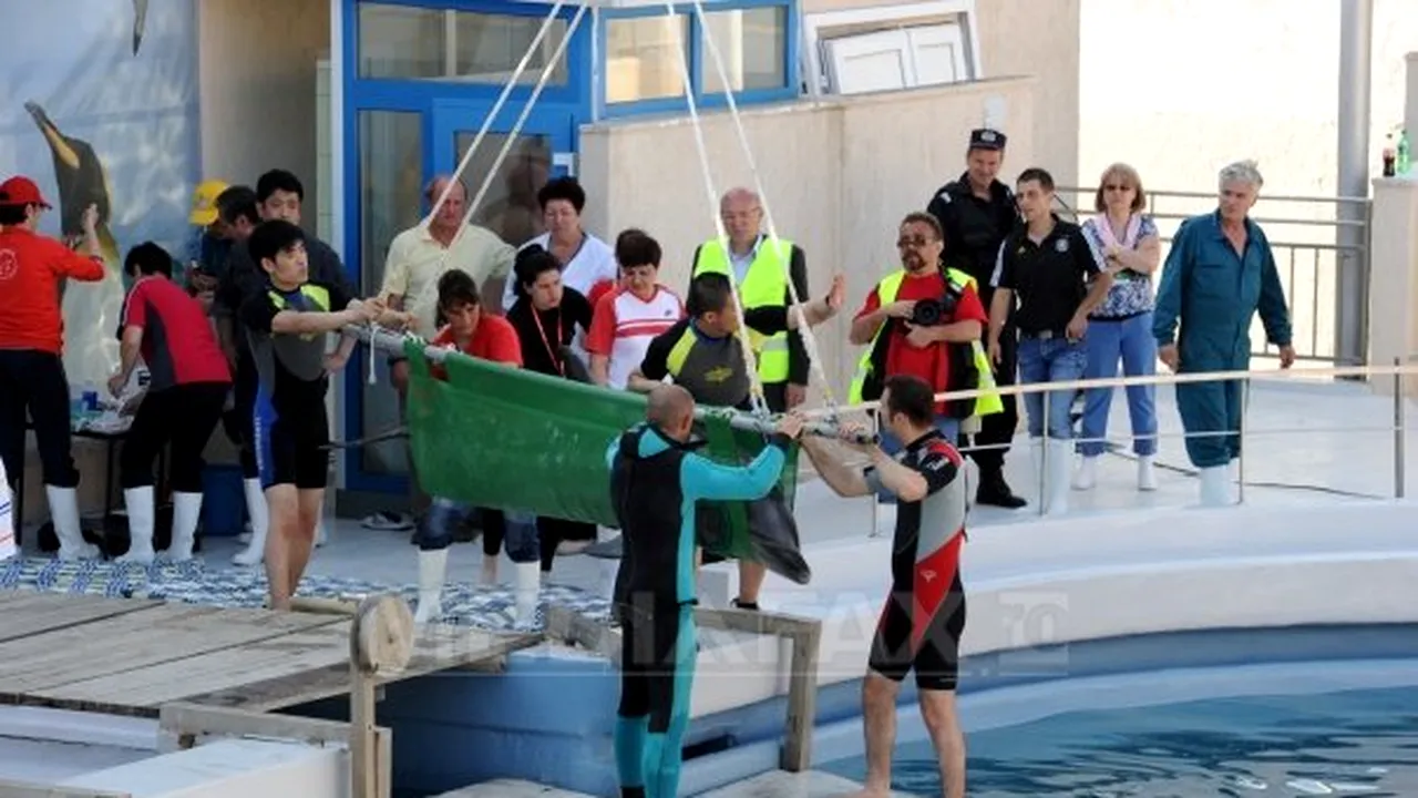 Trei delfini din China au fost aduşi la Delfinariul din Constanţa
