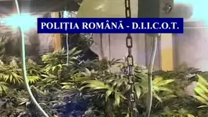 Şapte laboratoare de producere a cannabis-ului descoperite în Bucureşti. 12 suspecţi reţinuţi de DIICOT - VIDEO