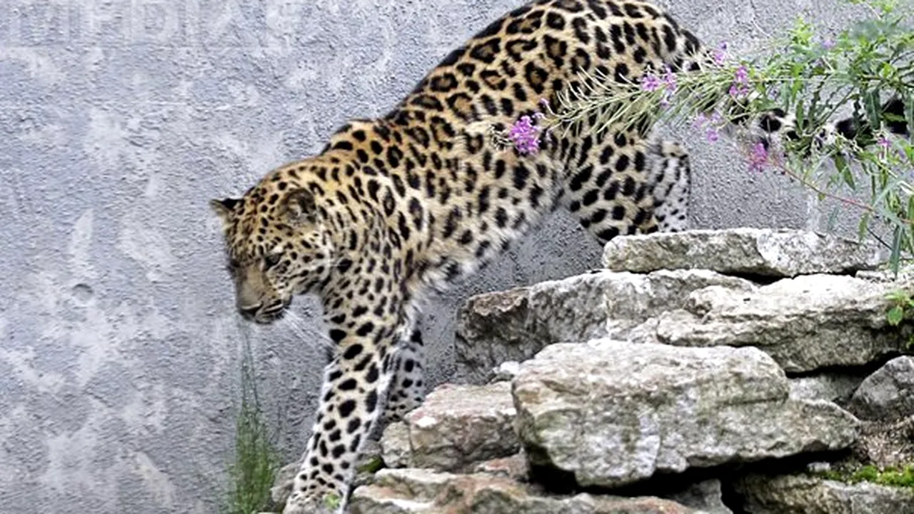 Un leopard a rănit şase persoane într-o şcoală din India, atacurile fiind surprinse de camere video - VIDEO 