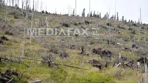 Suceava: Descinderi la angajaţi ai unor ocoale silvice suspectaţi de tăieri ilegale de arbori