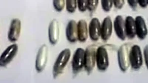 Opt români judecaţi în Spania şi alţi şase în România pentru trafic de cocaină (VIDEO)