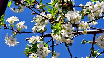 METEO Pleci în minivacanța de 1 Mai? ANM a publicat estimările pentru sfârșitul lui aprilie și început de mai