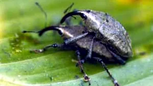 Isabella Rossellini va prezenta viaţa sexuală a insectelor, la Berlinală