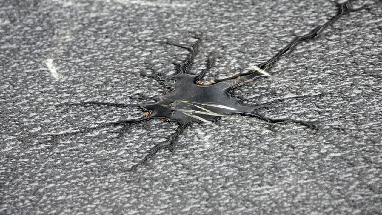 Cel puțin opt cadavre de lebădă au fost scoase dintr-un lac din Vaslui