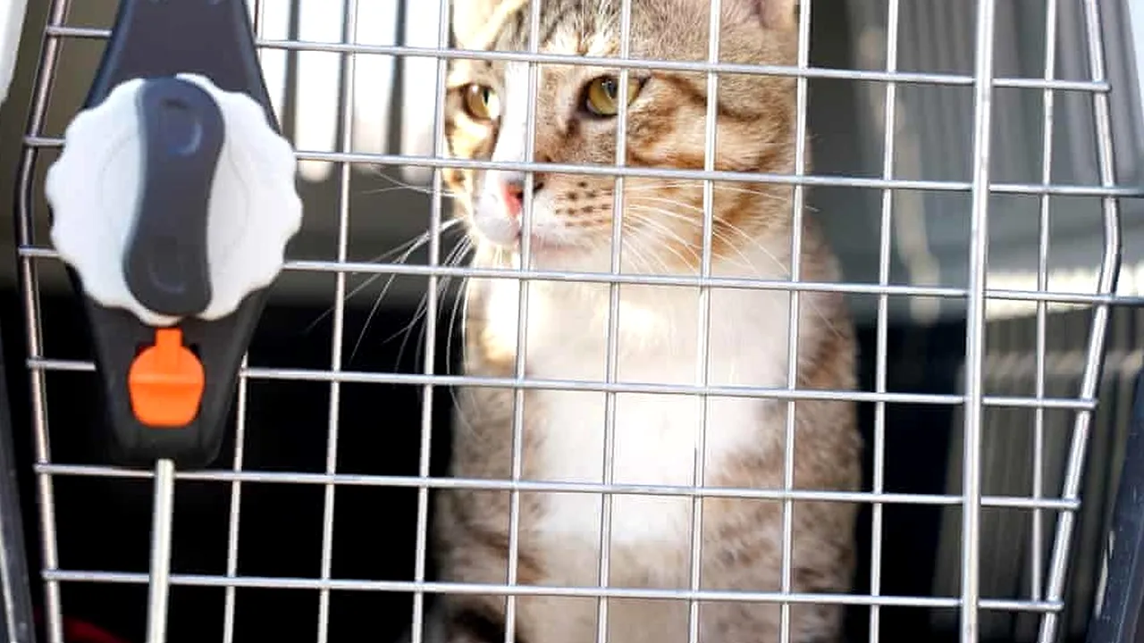 VIDEO Cat-ar. Doi jucători englezi pleacă din Qatar cu o pisicuţă găsită pe stradă
